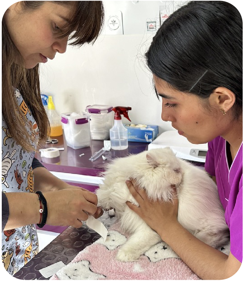 carrusel web Cats lovers-08