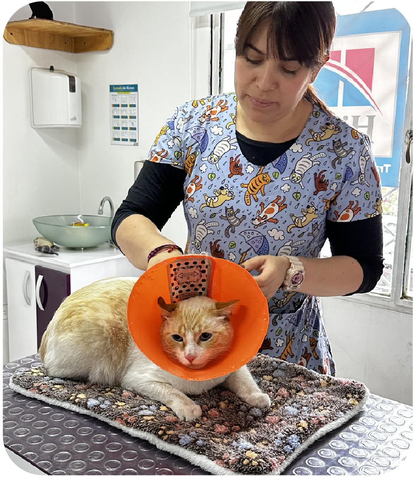 carrusel web Cats lovers-09