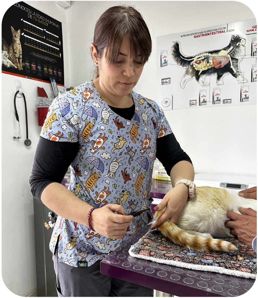 carrusel web Cats lovers-10