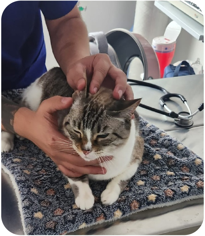 carrusel web Cats lovers-11