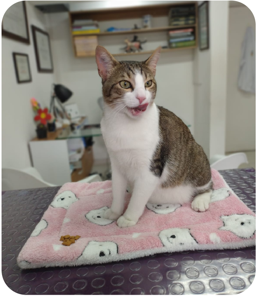 carrusel web Cats lovers-12