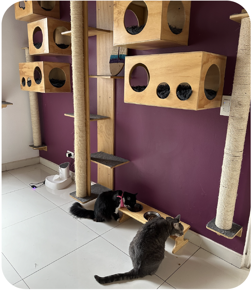 carrusel web Cats lovers-14